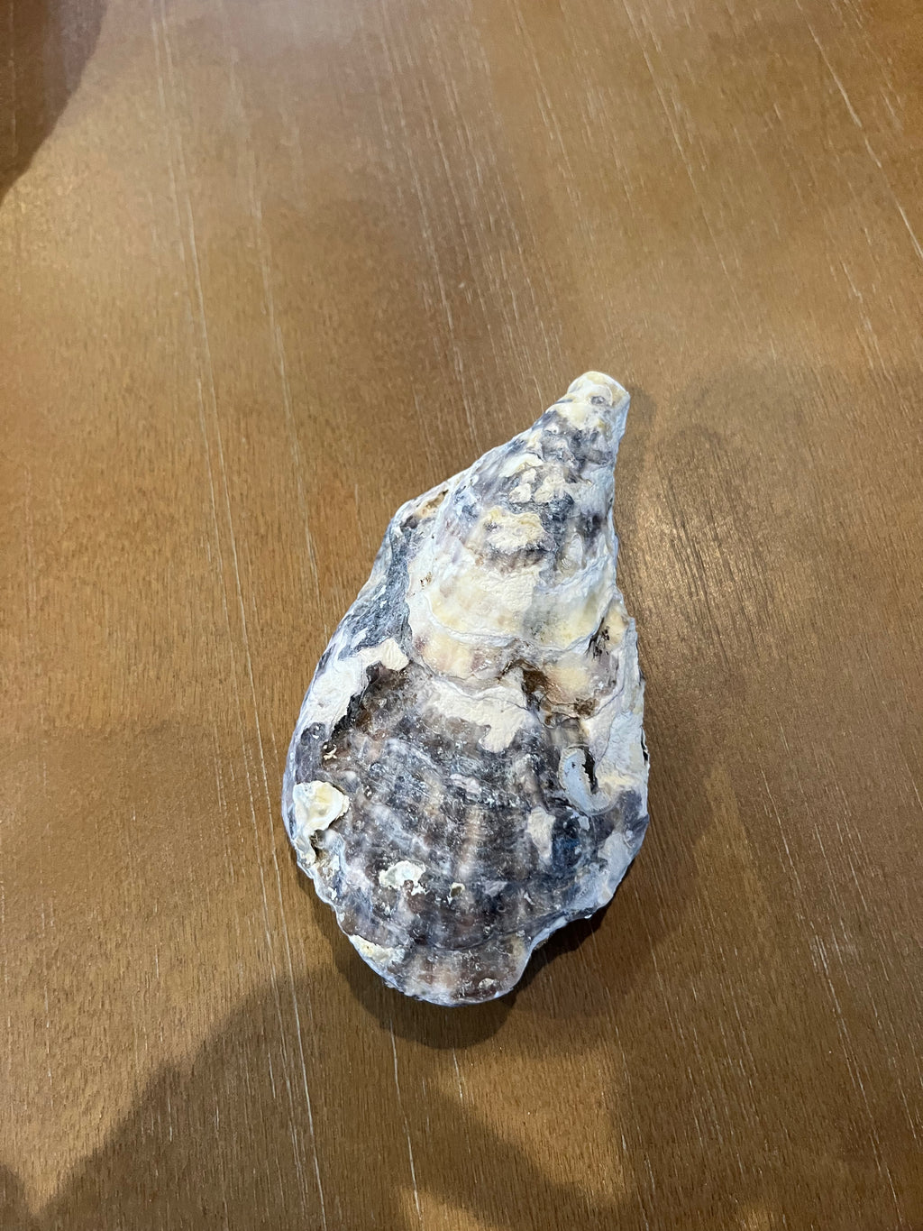 Anchor Oyster Shell Jewelry Dish